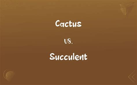 Cactus vs. Succulent: What’s the Difference?