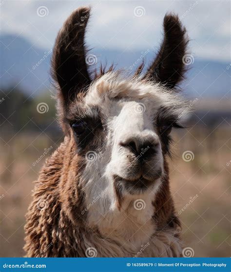 Close Up Of A Lovely Llama Stock Image Image Of Colors 163589679