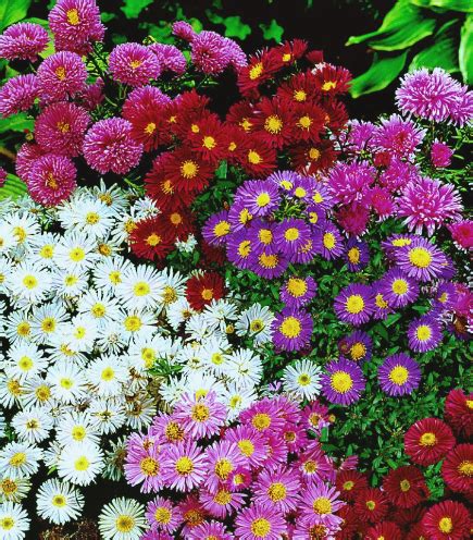 ТОП - 10 красивых цветов для дачного участка | блог интернет - магазина ...