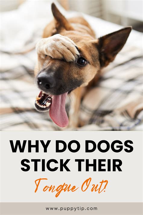 Why Do Dogs Stick Their Tongue Out 6 Common Reasons Artofit