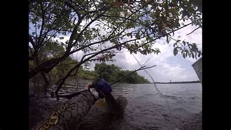 Mergulhando no Rio Uatuma para desengatar um Tucunaré YouTube