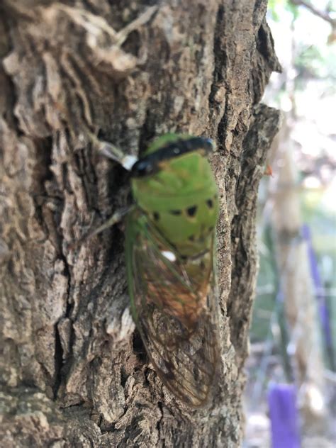 Mesquite Hugger: Spider, Cicada, Moth(?) and Yellowhouse Sun - Very
