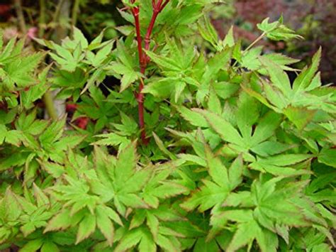 How To Grow Coral Bark Japanese Maples Gardeners Path