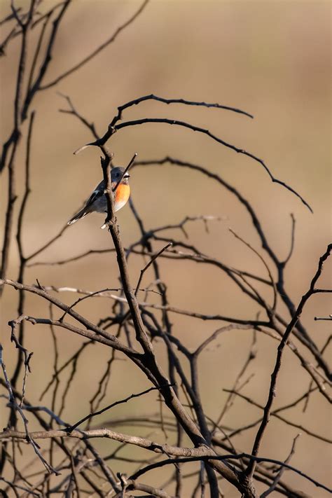 Scarlet Robin Bird Wildlife Free Photo On Pixabay Pixabay