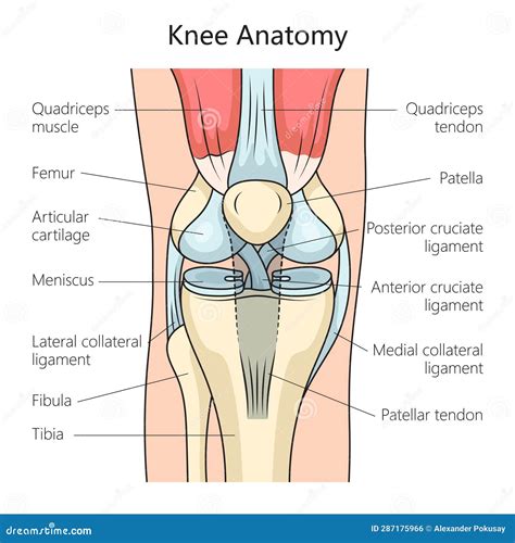Anatomy of Human Knee Joint Medical Science Stock Vector - Illustration