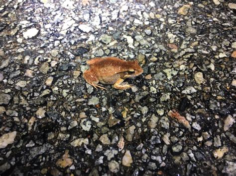 Quacking Frog Crinia Georgiana Zoochat