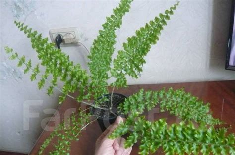 Папоротник кудрявый длиннолистный, лот на фото - Растения во Владивостоке