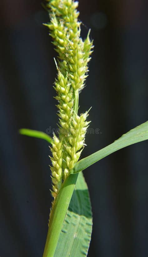 field  weeds grow echinochloa crus galli stock image image