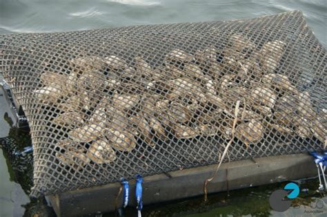 About Us Zapco Aquaculture Oyster Farming Equipment