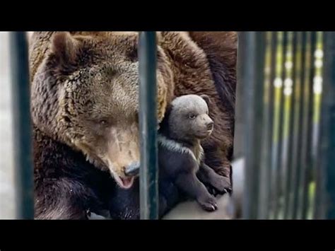 НЕОЖИДАННО! Медведица мама впервые кормит медвежат у кормушки! - YouTube