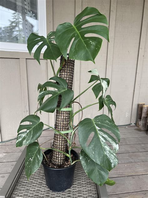 Fair price for Monstera Albo? : r/rareplants