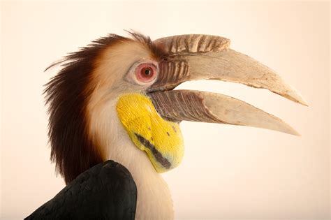 Male Wreathed Hornbill Rhyticeros Undulatus Undulatus Joel Sartore