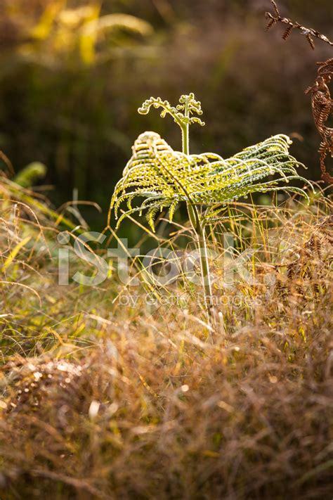 Bracken Fern Stock Photo | Royalty-Free | FreeImages