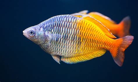 Boesemans Rainbowfish A Comprehensive Care Guide With Tank Mates And