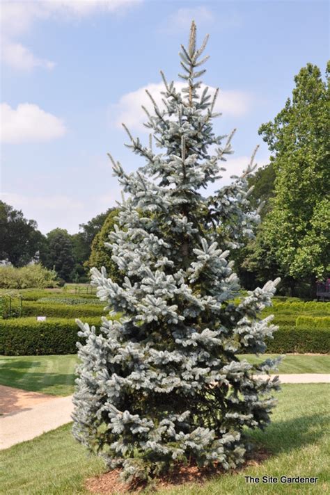 Picea pungens 'Hoopsii' - The Site Gardener