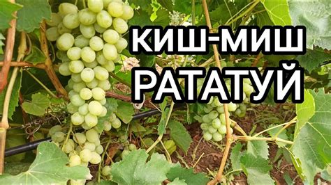 киш-миш РАТАТУЙ - YouTube