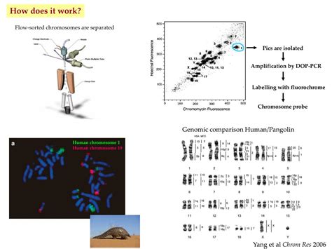 Ppt Sex Chromosome Evolution In Vertebrates Powerpoint Presentation