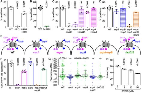 ESX-1-secreted proteins and PDIM are required for uptake-independent ... 