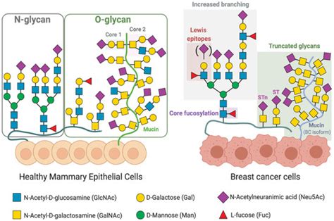 Ijms Free Full Text Cracking The Breast Cancer Glyco Code Through