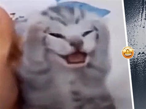 Пикчи с котами которых мы заслуживаем | ВКонтакте