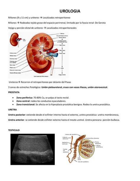 Urología Yahaira Alonso Hernandez uDocz