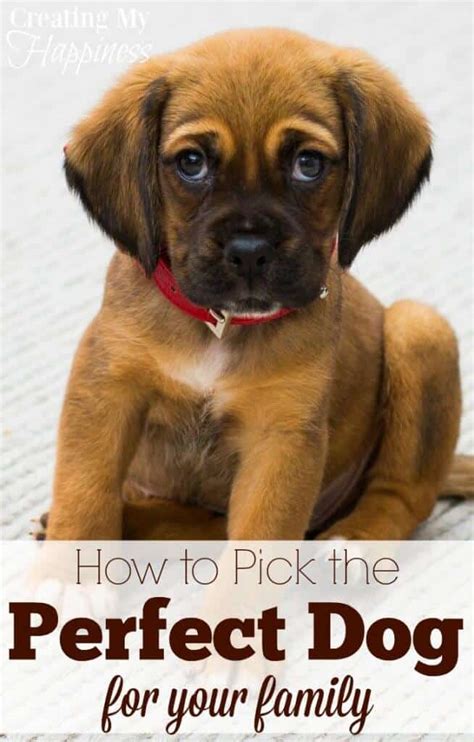 how to pick the perfect dog breed