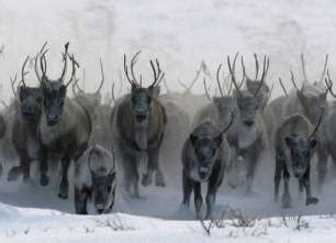 Северные олени из Красноярского края убегают в Якутию – Официальный ...