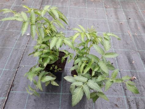 Экзотика для контейнеров : Ежеклубника- Малина соблазнительная.Rubus ...