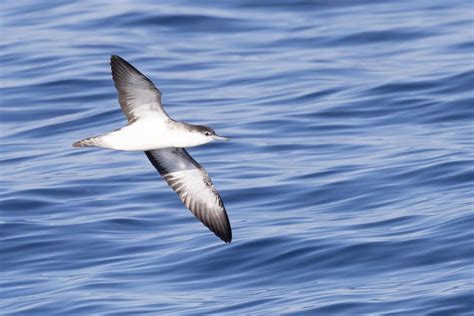Puffinus Sp Ebird