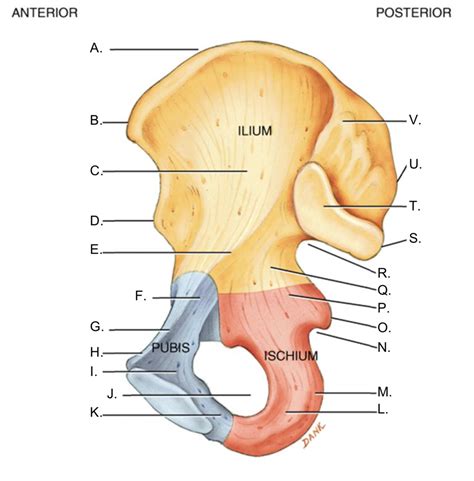 Hip bone (medial view) diagram labelling Diagram | Quizlet