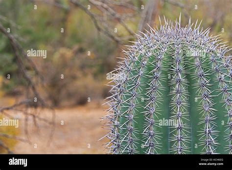 Close Up Of A Saguaro Cactus With Copy Space Stock Photo Alamy