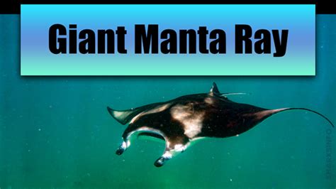 Giant Manta Ray Facts & Information Guide – sharksinfo.com