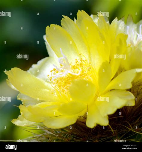 Yellow Flowers Of Cactus Stock Photo Alamy