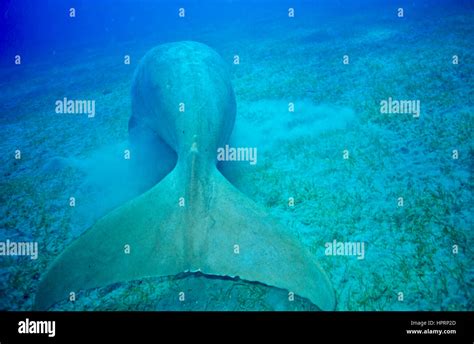 Dugong Tail