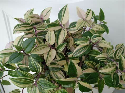 Цветок Зебрина Фото И Уход За Ними – Telegraph