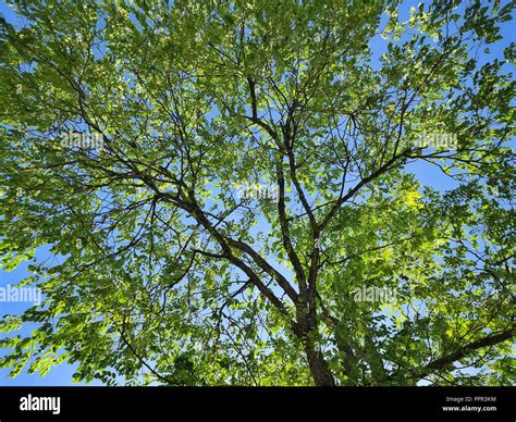 branches  tree leaf   park stock photo alamy