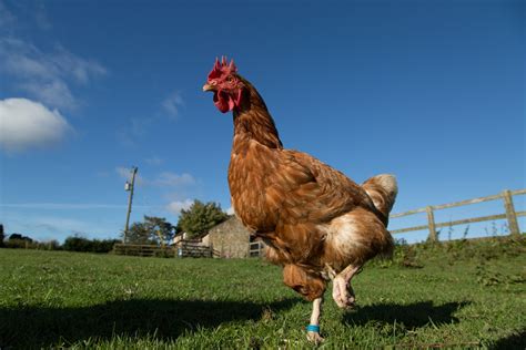 Chicken Free Stock Photo - Public Domain Pictures
