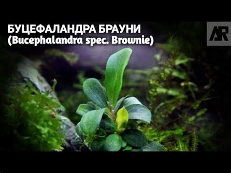 Буцефаландра Брауни | (Bucephalandra spec. Brownie). - YouTube