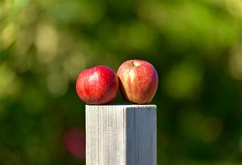 Free Images Apple Tree Nature Outdoor Branch Blossom Fruit