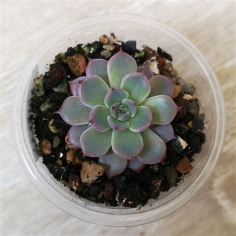 Echeveria Laulensis