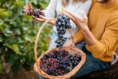 Szőlő Az ősz Antioxidáns Fegyvere Almapatikák
