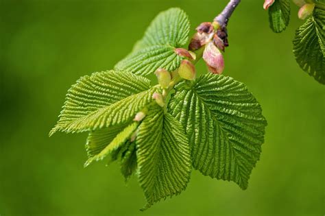 slippery elm | BeFantastico