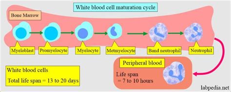 White Blood Cells Part White Blood Cells Wbc Development