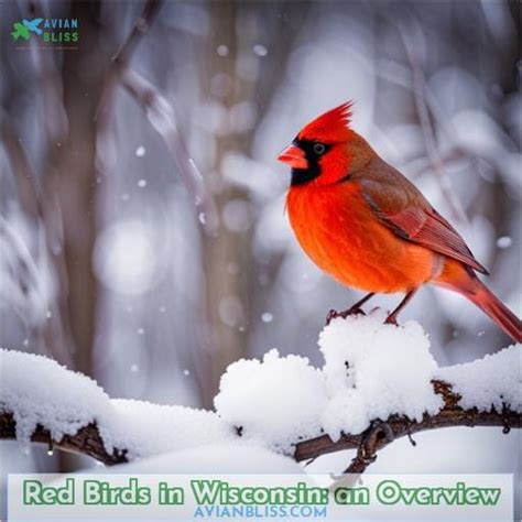 Red Birds In Wisconsin Types Identification And Attracting
