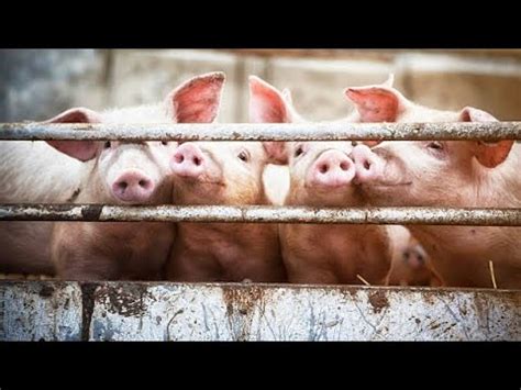 How To Start Pig Farming Business In Nigeria Lagos State Pig Estate Oke