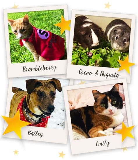 Home Superhero Pets