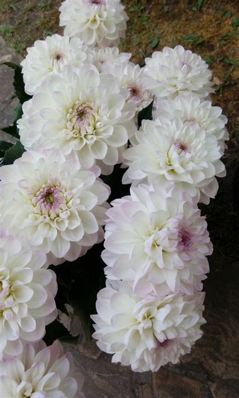 У этих осенних красавцев два официальных названия: Далия (Dahlia) и ...