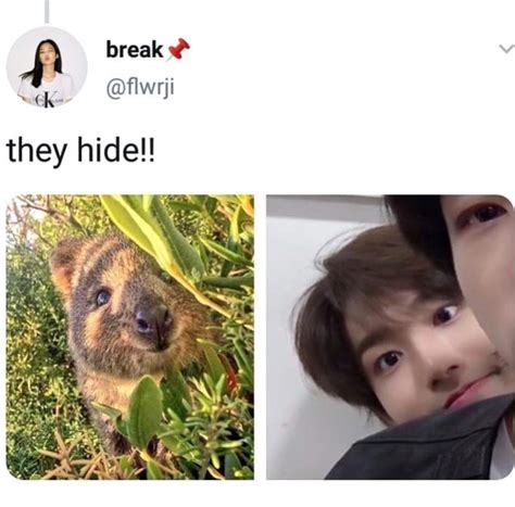 Han As Quokka Ctto Stray Kids Amino