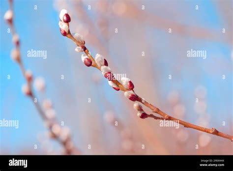 Beautiful Pussy Willow Buds Flowers And Branches Seasonal Forest Blooming Spring Vegetation