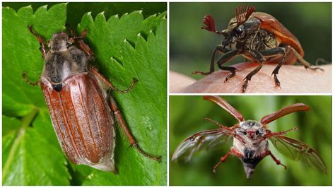 Кусаются ли майские жуки